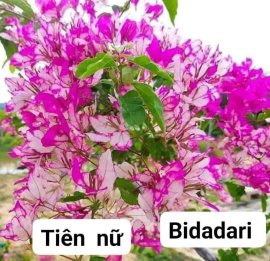 Hoa Giấy ghép Cánh Tiên...