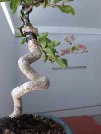 Hoa Giấy ghép Cánh Tiên...