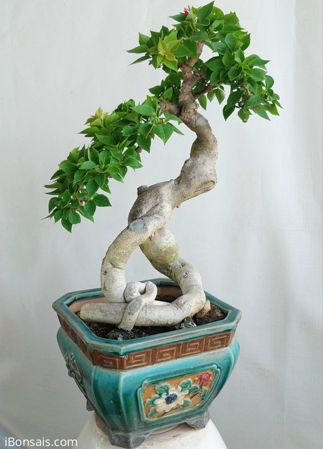 Giấy Mỹ gl0905700556