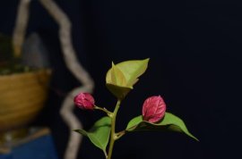 Em Hoa giấy đỏ ta zin...