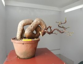 Em Hoa giấy đỏ ta zin...
