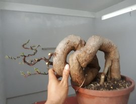 Em Hoa giấy đỏ ta zin...