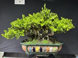 Cụm hải châu rin sông cầu 2 người bê