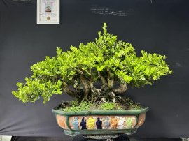 Cụm hải châu rin sông cầu 2 người bê
