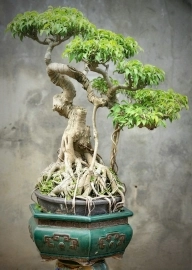 Sanh bonsai cây già lâu năm tay cành mịn già dáng đẹp