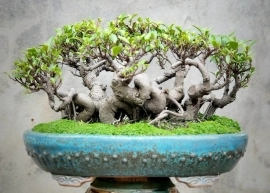 Si bonsai già cụm rừng rất đẹp và liền lạc