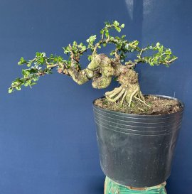 Sam trái xù u cục toàn thân