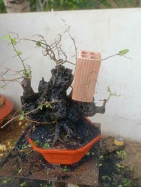 Cẩm thị