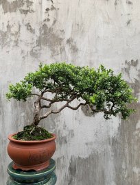 Hải châu tàn rin