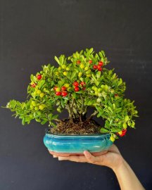Cụm châu sông cầu rin siêu già full trái