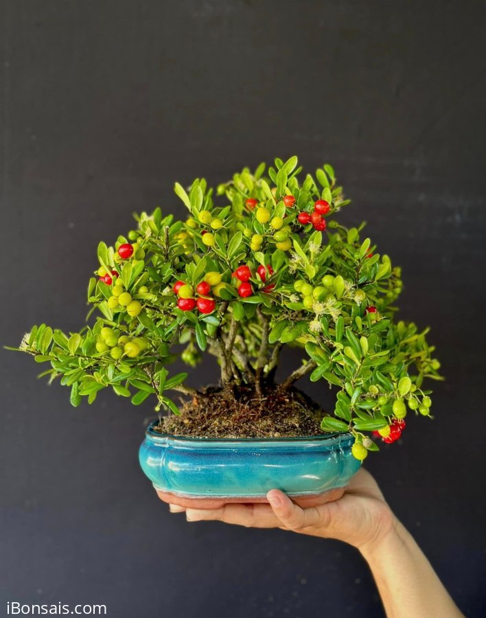 Cụm châu sông cầu rin siêu già full trái