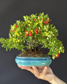 Cụm châu sông cầu rin siêu già full trái