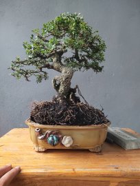 Cần thăng già mốc trắng