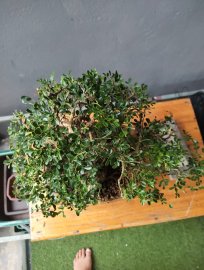 Cần thăng già mốc trắng