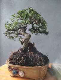 Cần thăng già mốc trắng