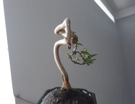 Mai lá lớn với đường thân lắc khéo...
