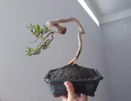 Mai lá lớn với đường thân lắc khéo...