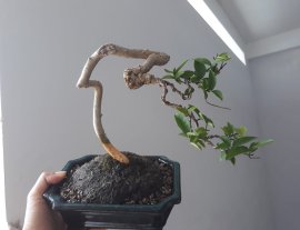Mai lá lớn với đường thân lắc khéo...