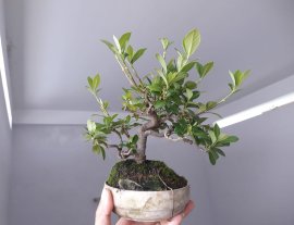 Em là Bạch Thiên Hương...