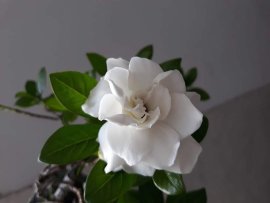 Em là Bạch Thiên Hương...
