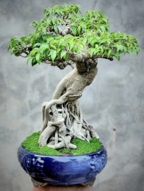 Cây Sanh bonsai mini già rất lâu năm tay cành mịn