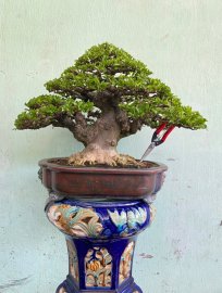Tác phẩm mai chiếu thuỷ