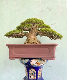 Tác phẩm mai chiếu thuỷ 