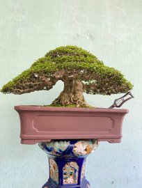Tác phẩm mai chiếu thuỷ 