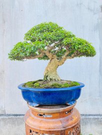 Mai Chiếu Thuỷ trung nu