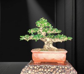 Tp sam núi 13cm