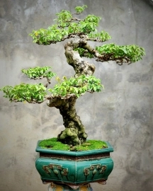 Khế gân bonsai cây già dòng siêng trái đường thân đẹp