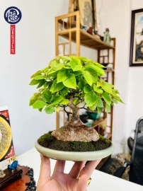 Hoa giấy bonsai