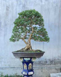 Linh sam