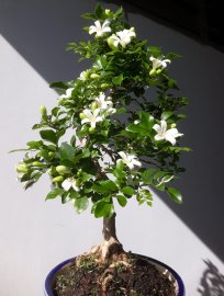 Em Nguyệt mini vườn nhà lại rộ hoa...