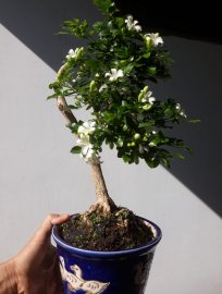 Em Nguyệt mini vườn nhà lại rộ hoa...