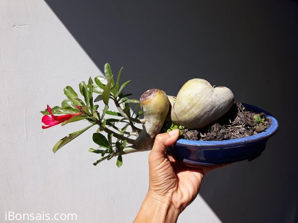 Em Sứ Thái cánh đơn nhỏ xinh...