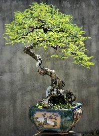 Tamarind bonsai tree