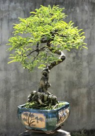 Tamarind bonsai tree