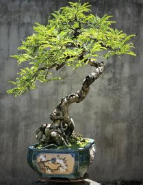 Tamarind bonsai tree
