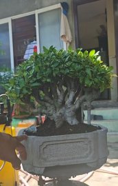 Mature Ficus