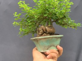 Củ trà phúc kiến mini
