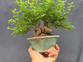 Củ trà phúc kiến mini