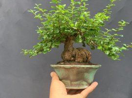 Củ trà phúc kiến mini