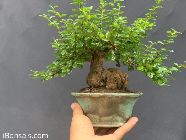 Củ trà phúc kiến mini