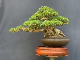 Sam trái khai thác hàng khủng sót lại