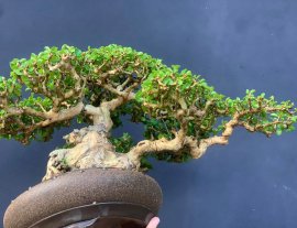 Sam trái khai thác hàng khủng sót lại