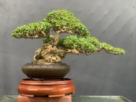 Sam trái khai thác hàng khủng sót lại