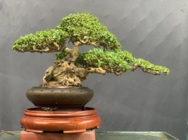 Sam trái khai thác hàng khủng sót lại