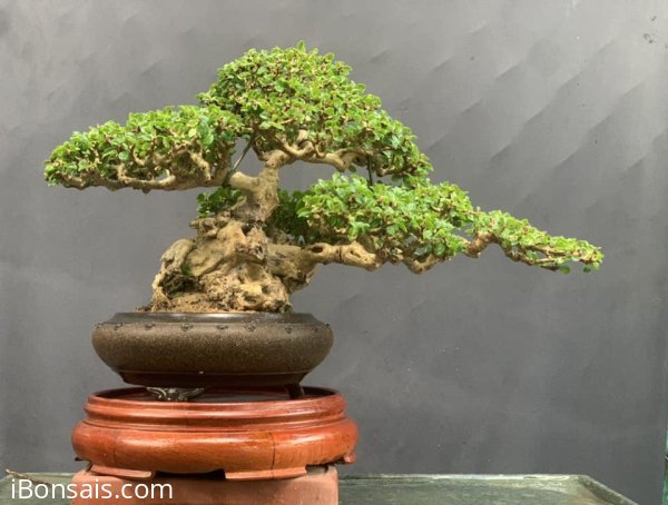 Sam trái khai thác hàng khủng sót lại