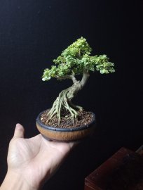 Sam hương cẩm thạch zin
